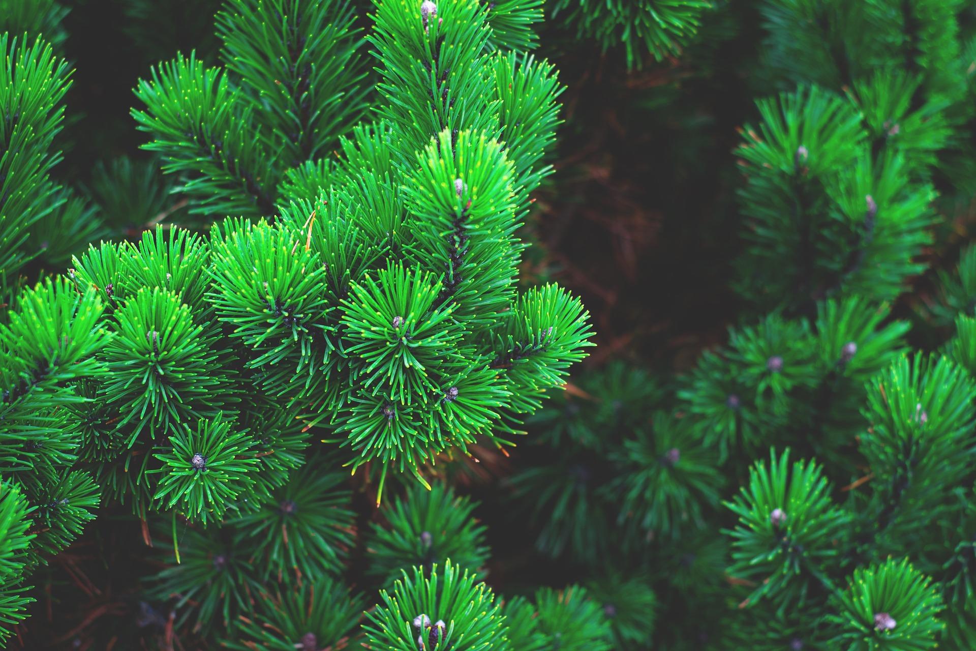 Apa itu gymnospermae