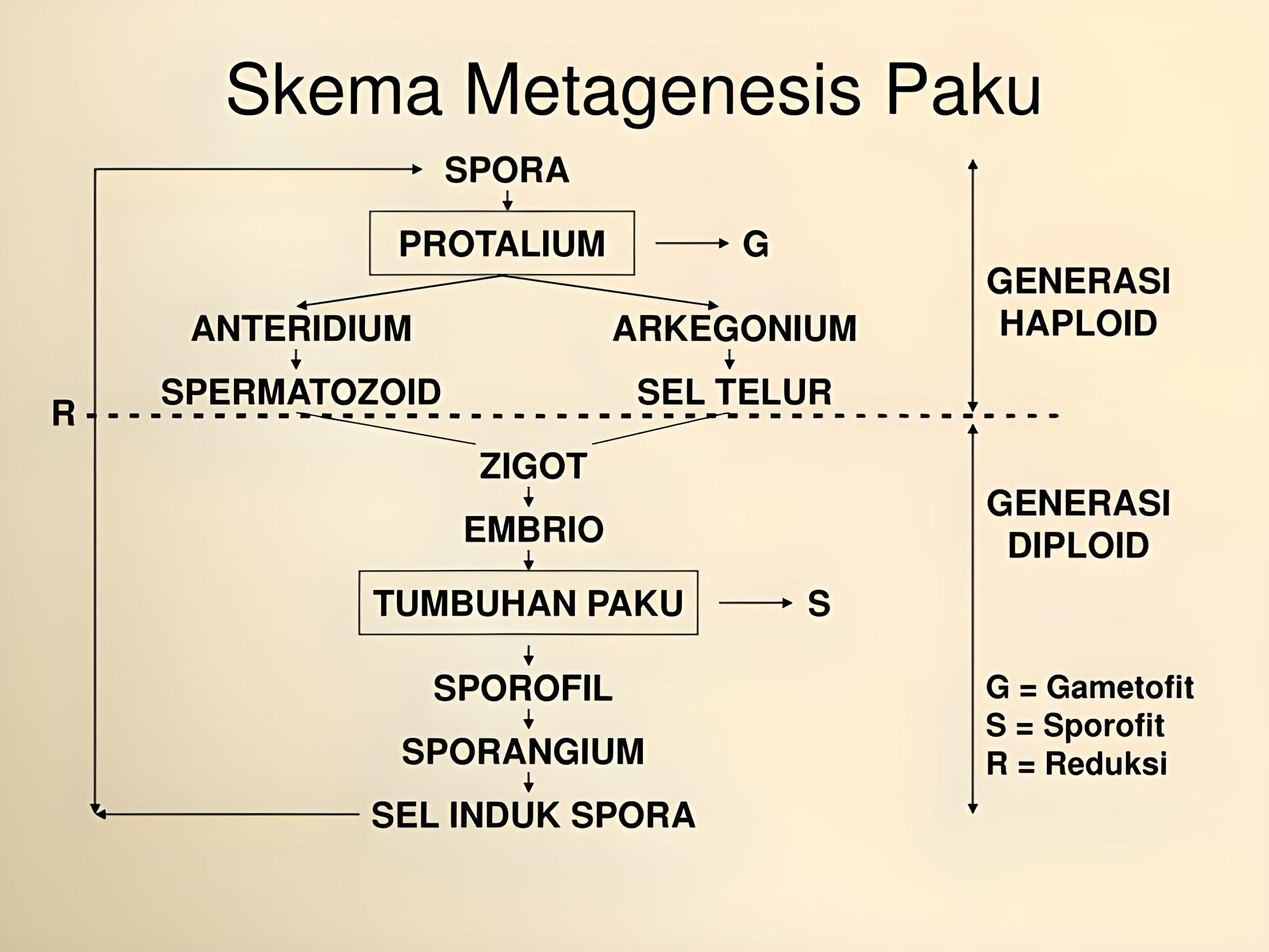 Perbedaan Metagenesis tumbuhan paku dan lumut