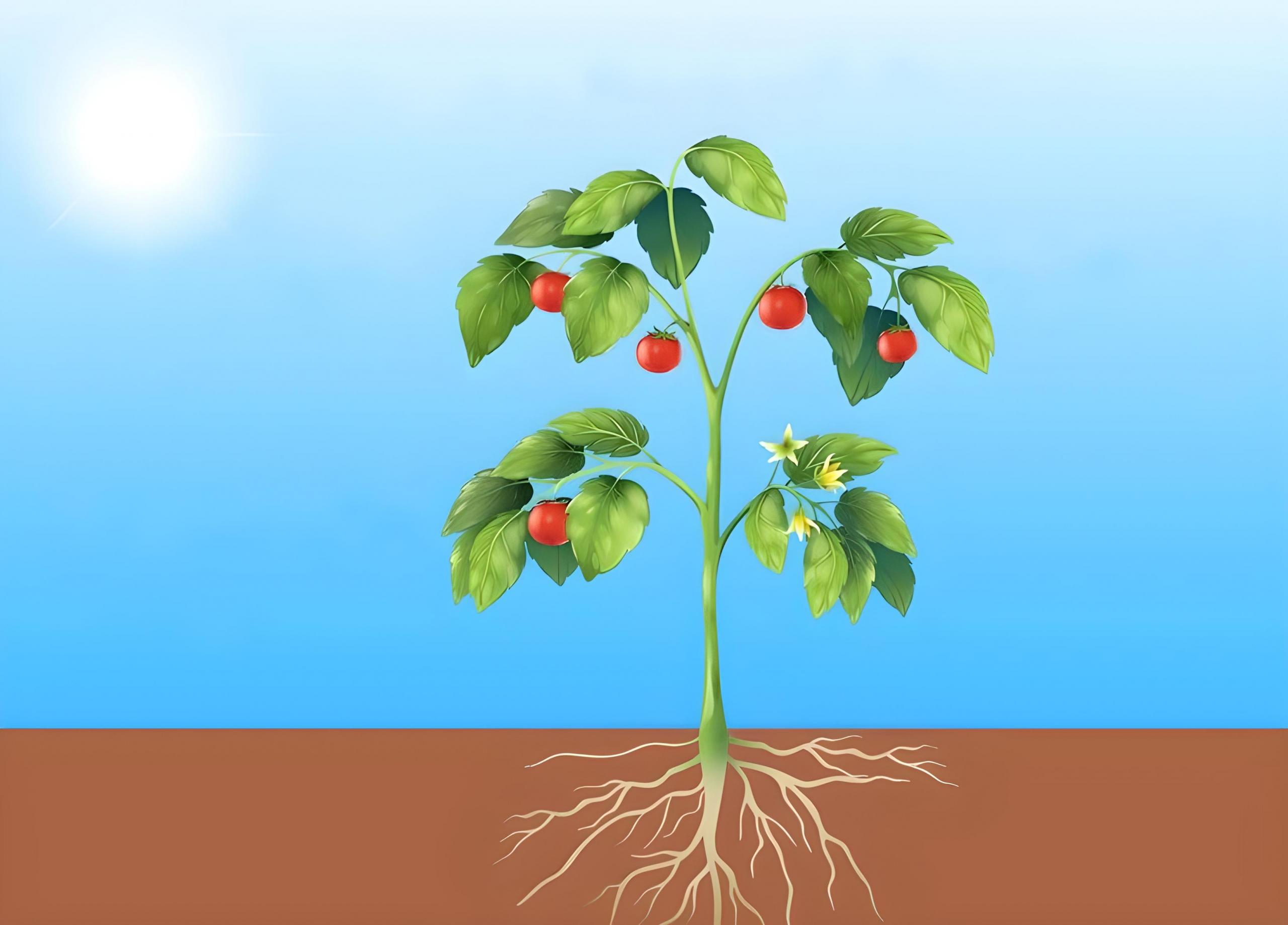 Belajar tentang struktur tumbuhan