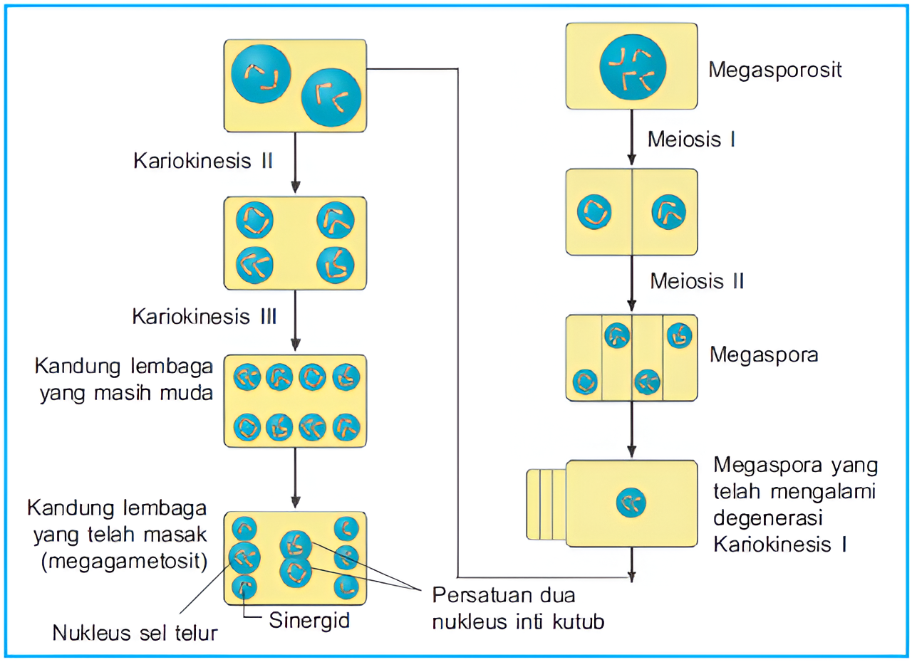 Alur pembentukan sel telur pada tumbuhan