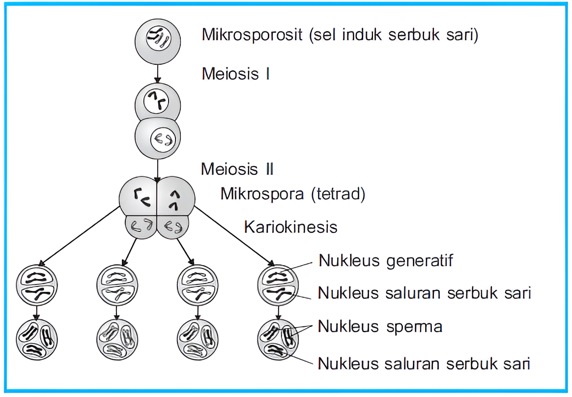 Alur pembentukan sel sperma pada tumbuhan