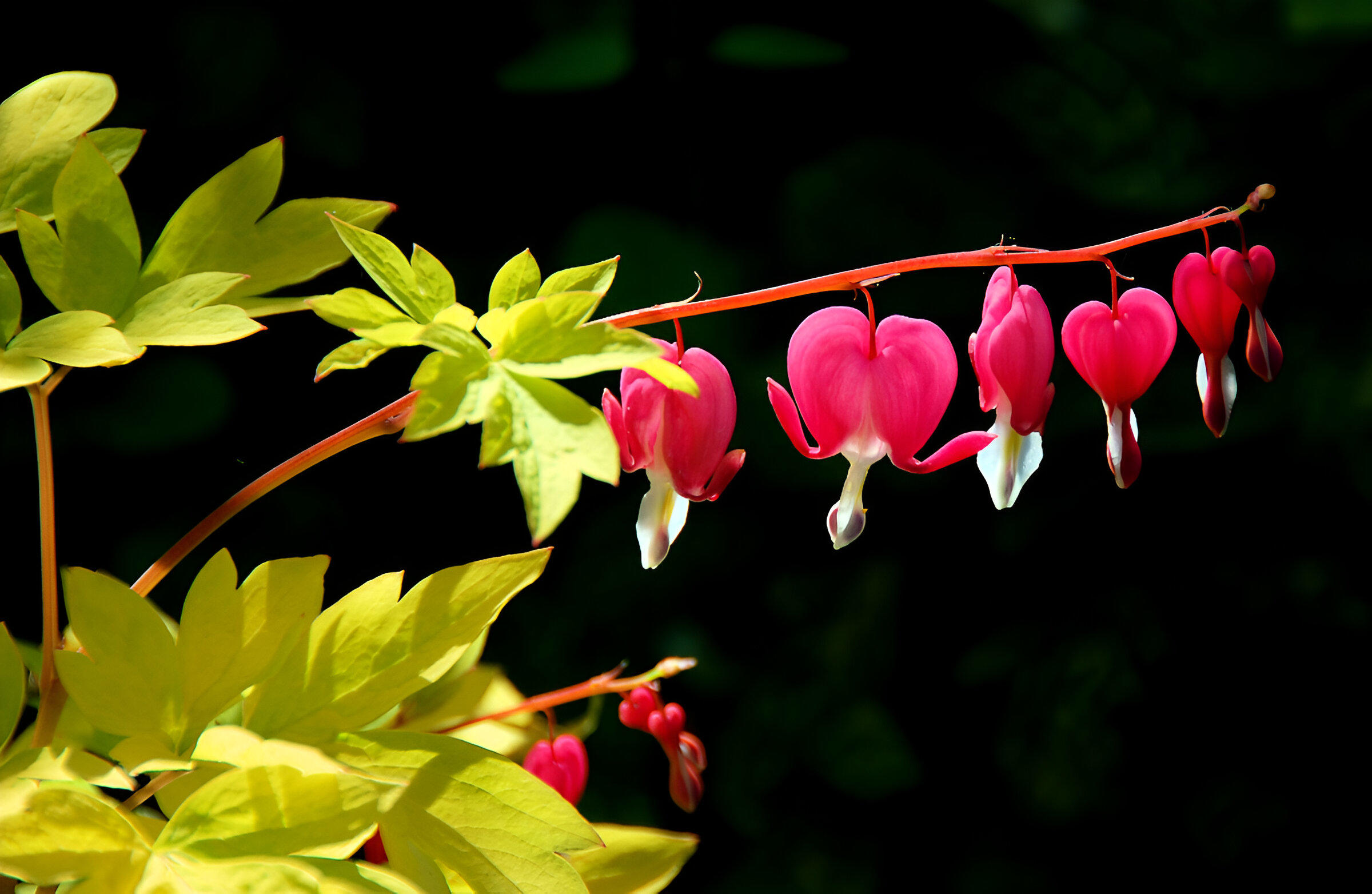 Mikrosporogenesis dan megasporogenesis pada tumbuhan