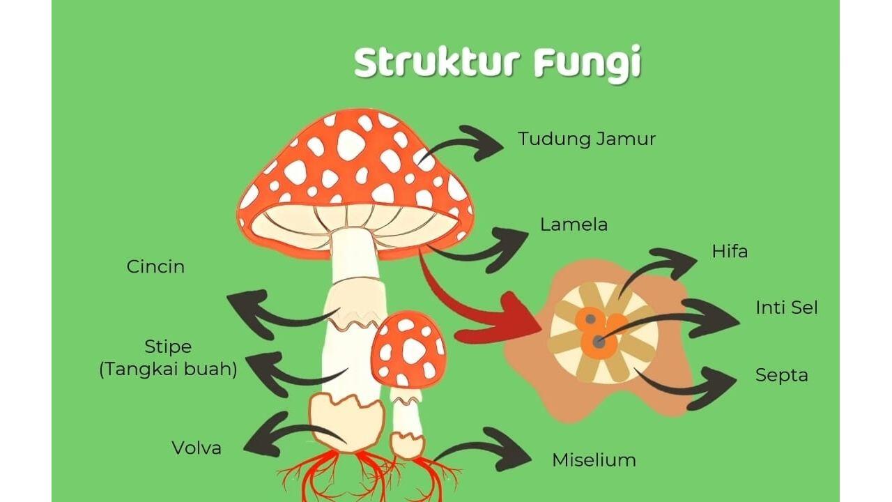 Gambar struktur jamur pada umumnya