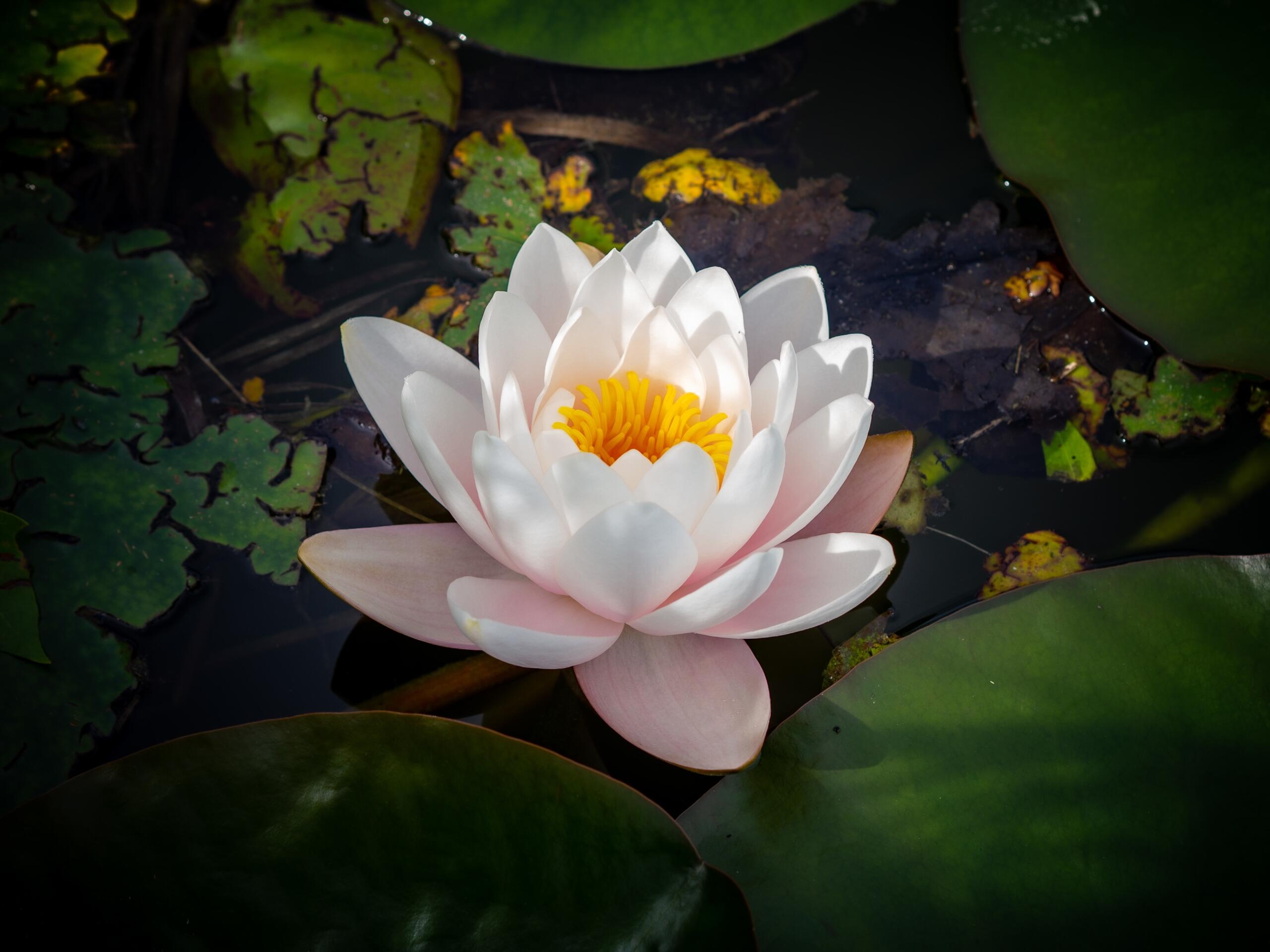 Dalam agama Buddha, bunga teratai (seroja) melambangkan kemurnian, pencerahan, dan kebangkitan spiritual.