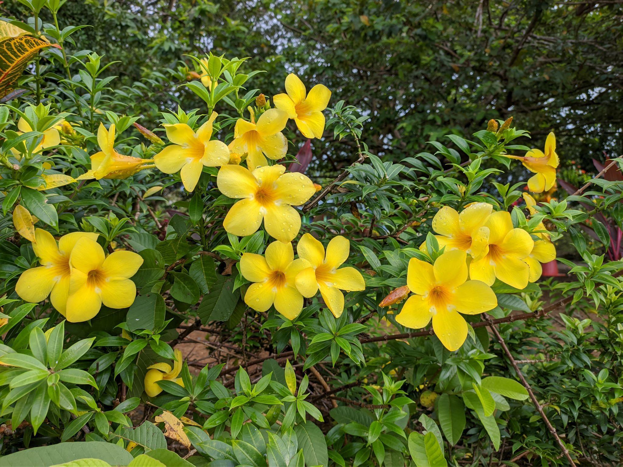 bunga warna kuning