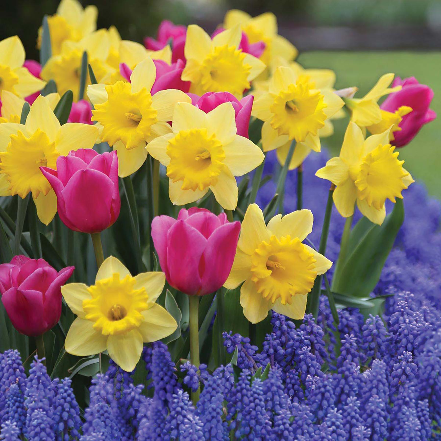 bunga dafodil dan tulip