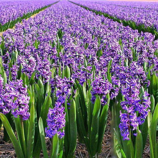 bunga lavender