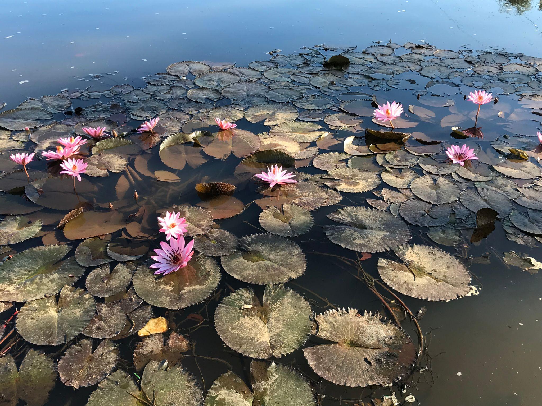 bunga lotus