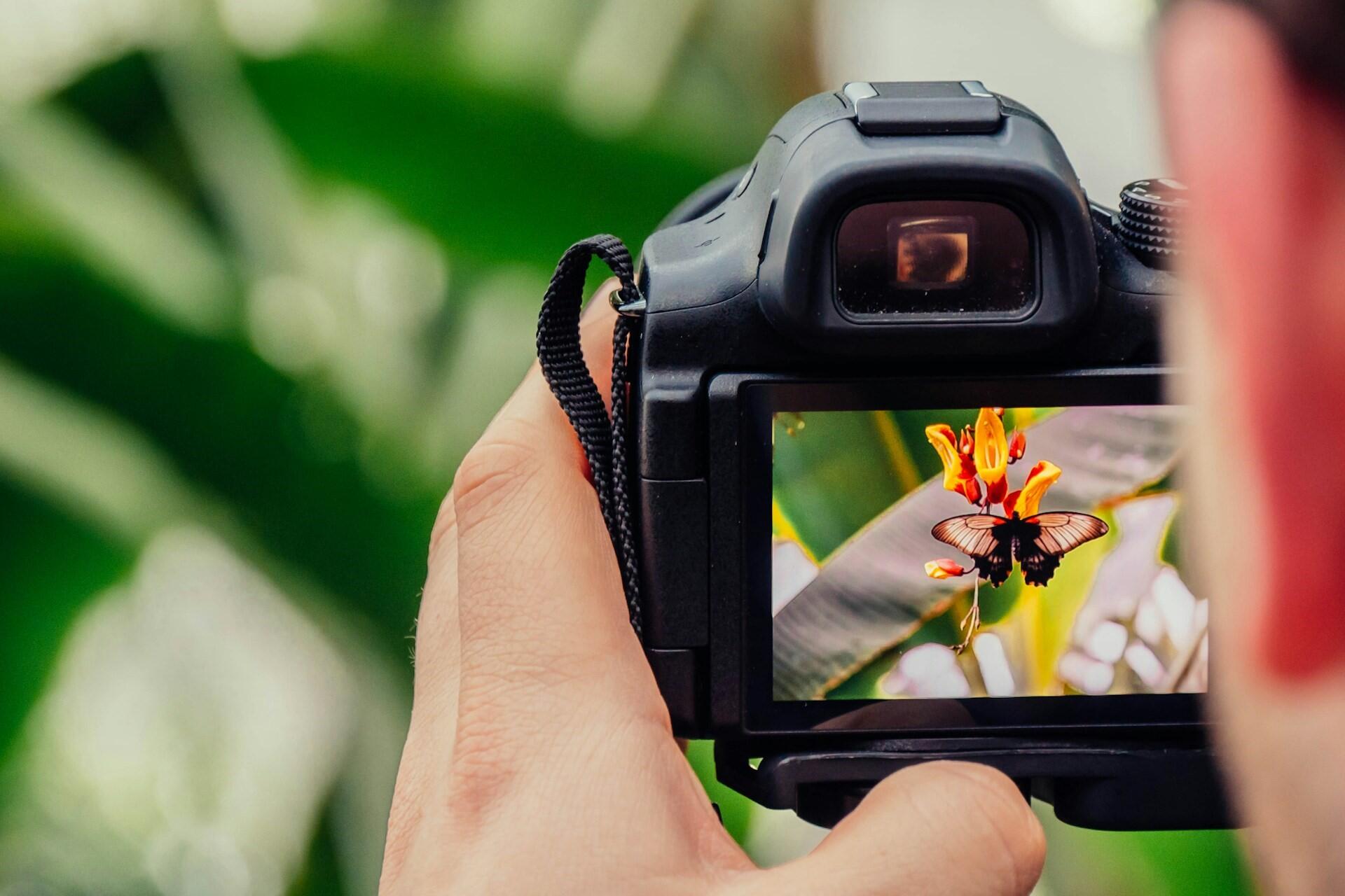 Photographer using a digital camera to capture a close-up image of a butterfly on a flower