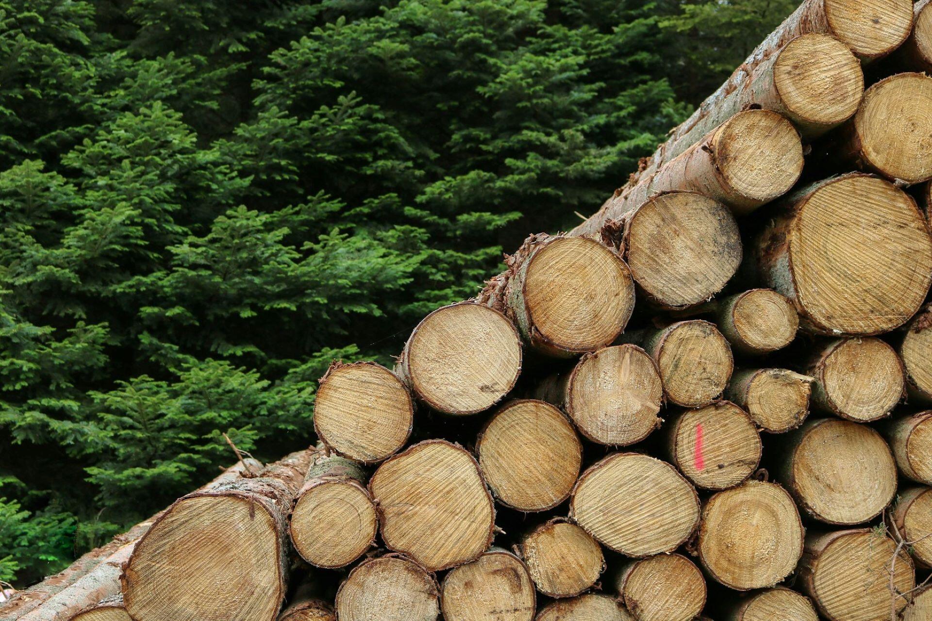 A stack of logs in a lumber yard.