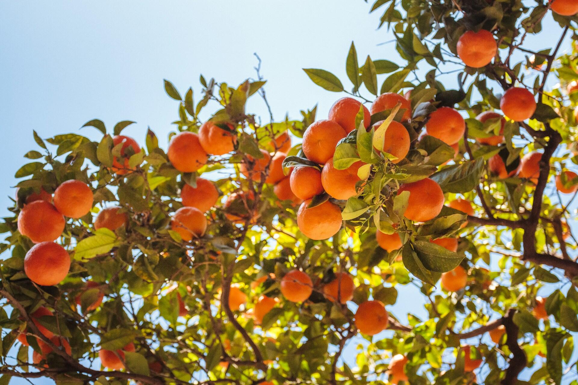 Oranges in Spain.