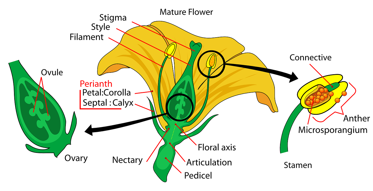 anatomy of a flower