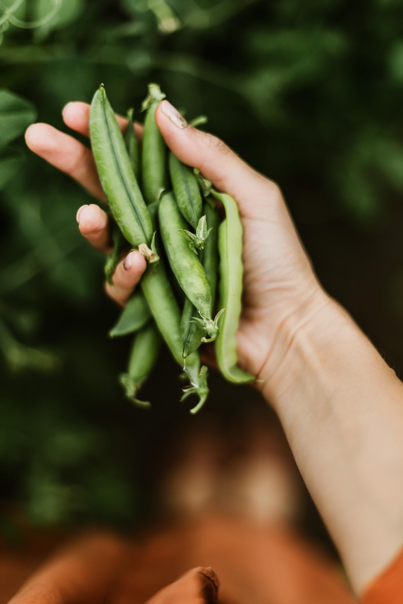gregor mendel - dna of peas