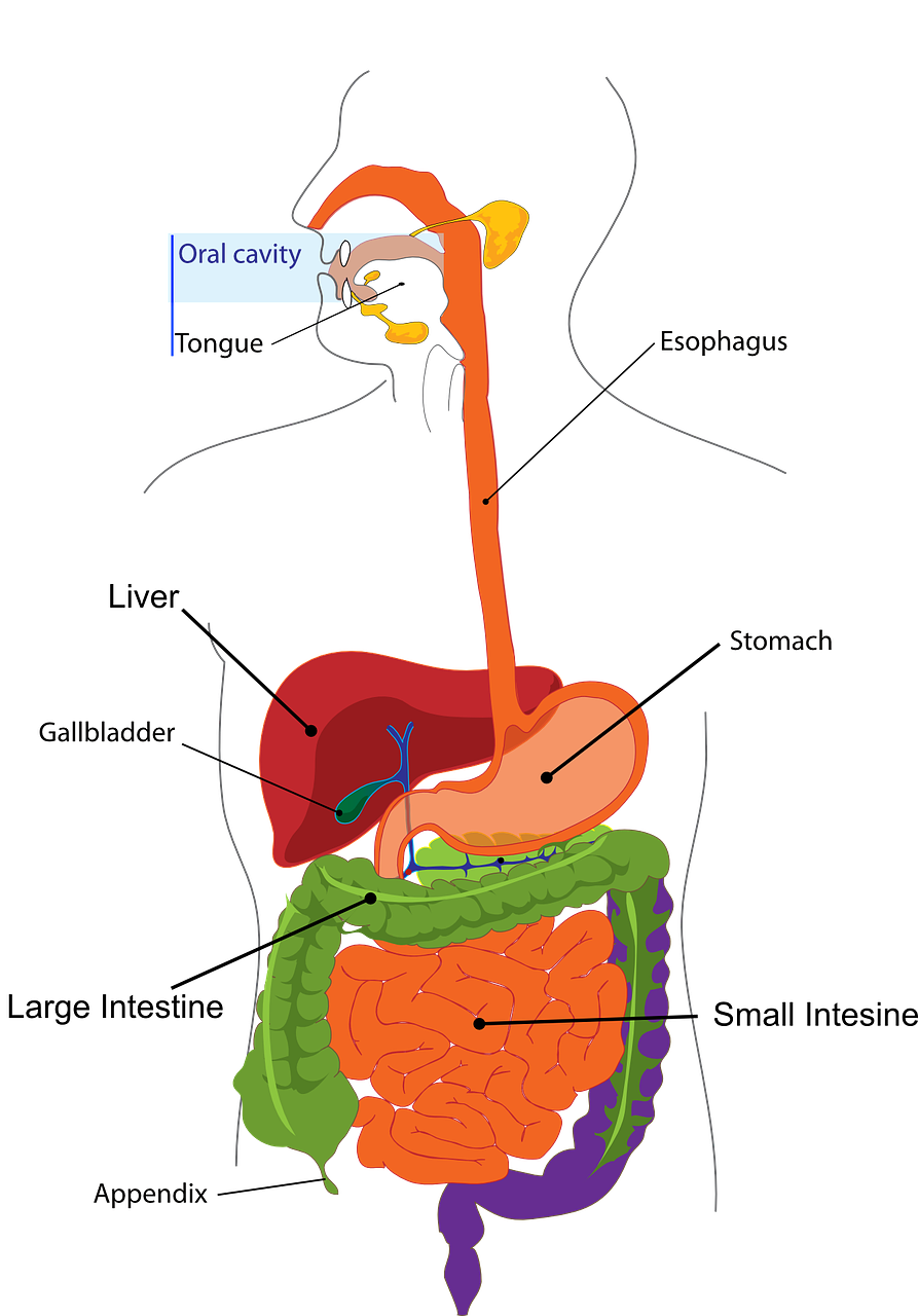 Digestion System