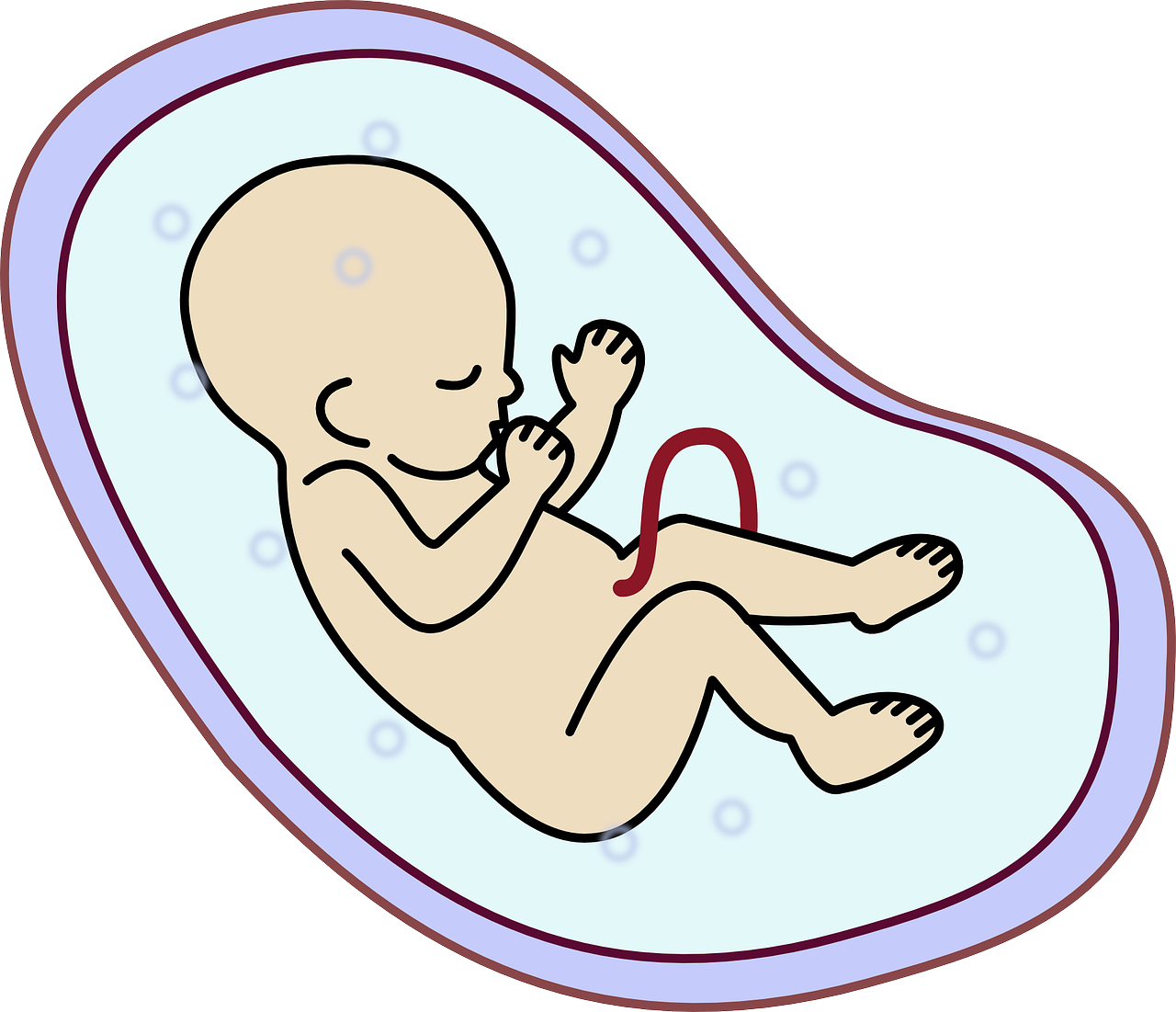 embryo