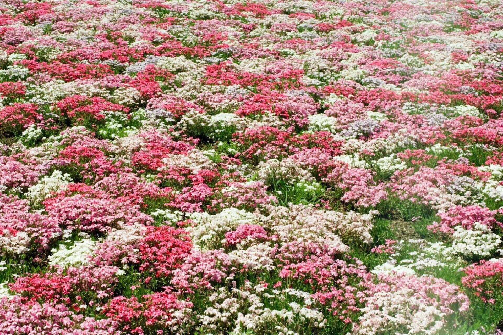 Flowers in Mount Fuji, Japan.
