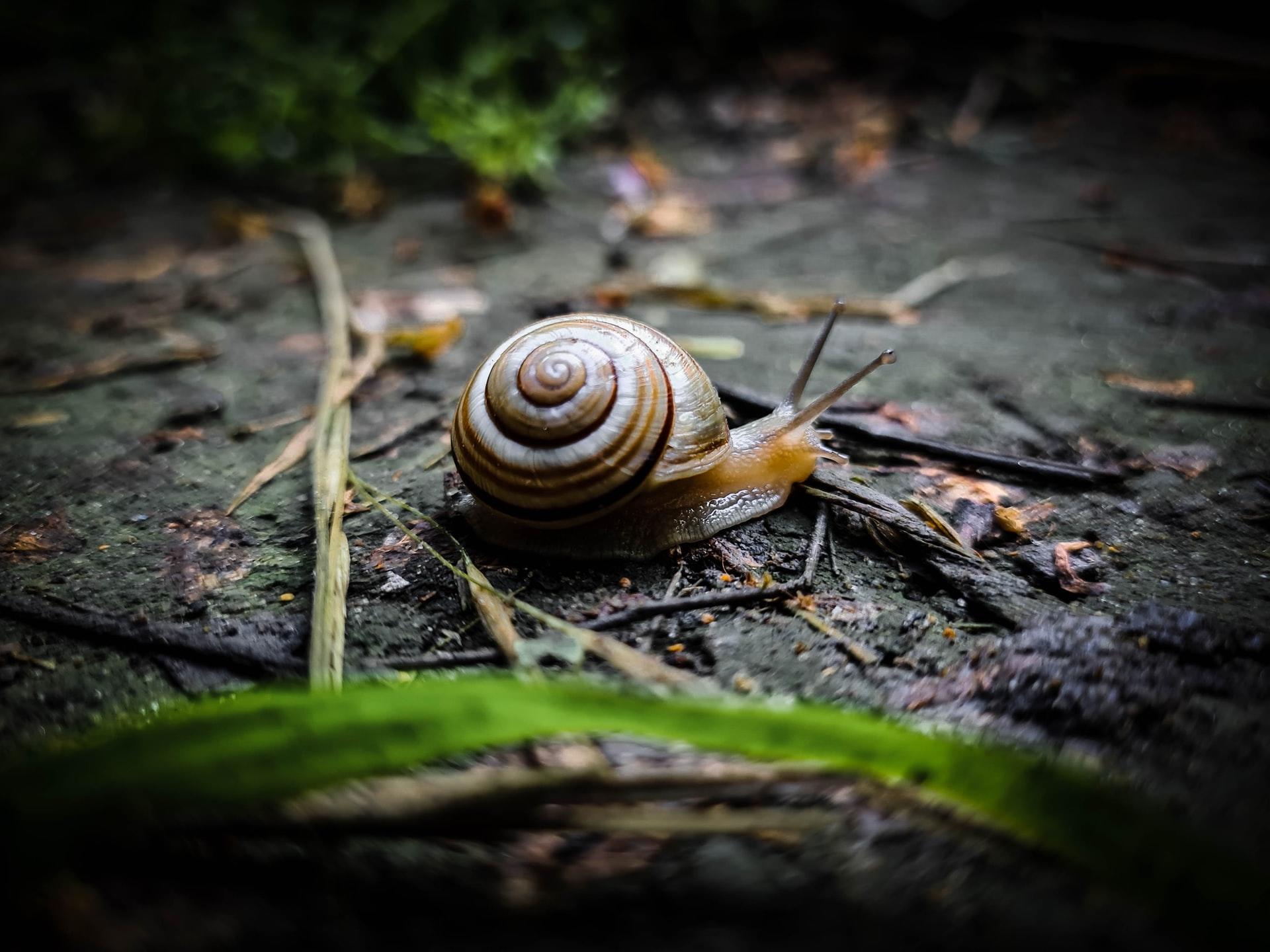 snail habitat