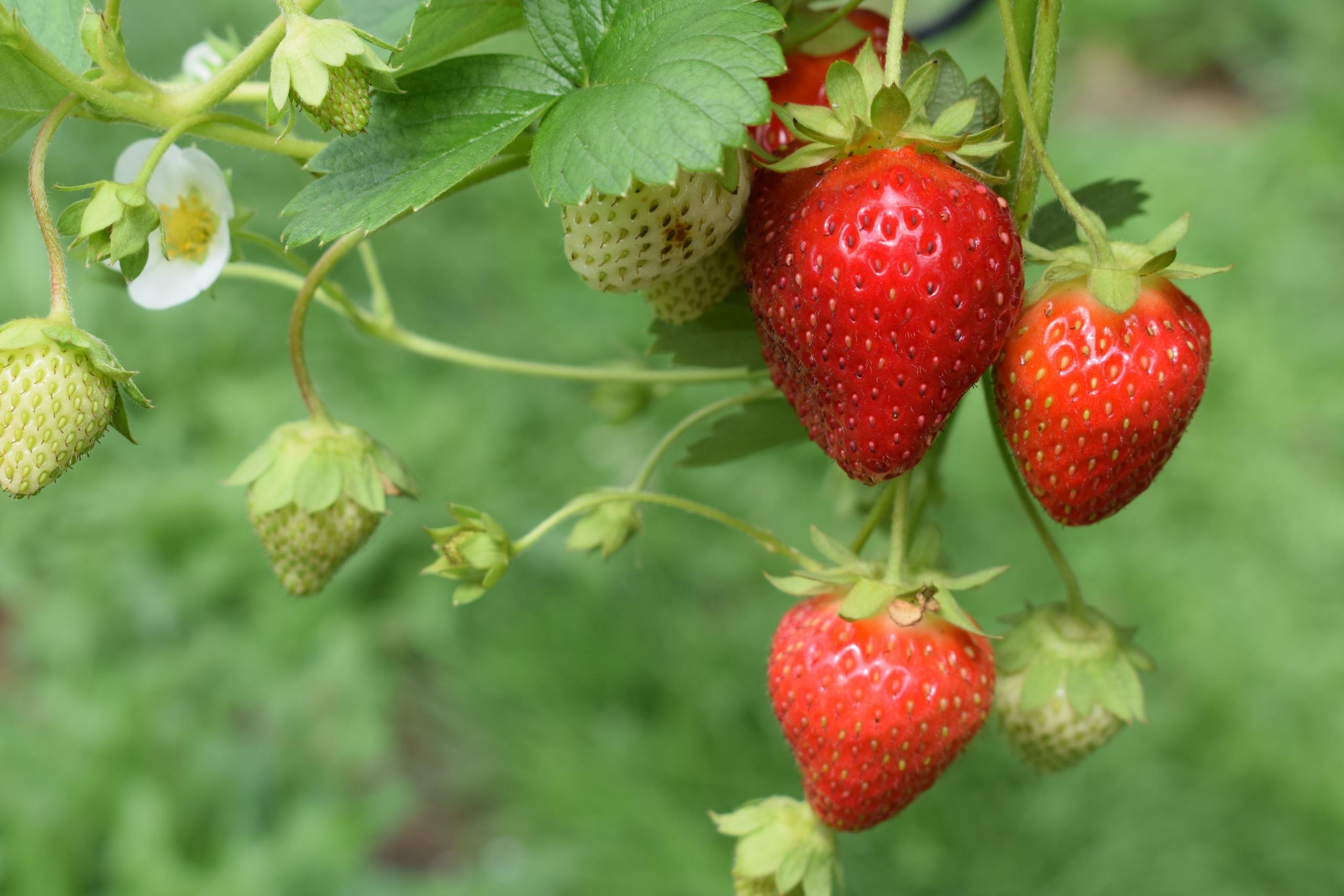 asexual strawberry plant