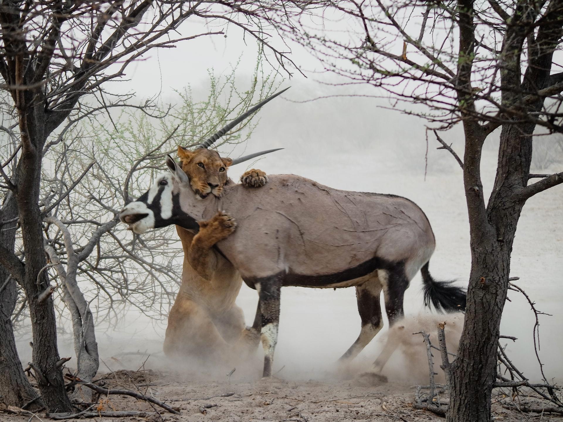 Food chain