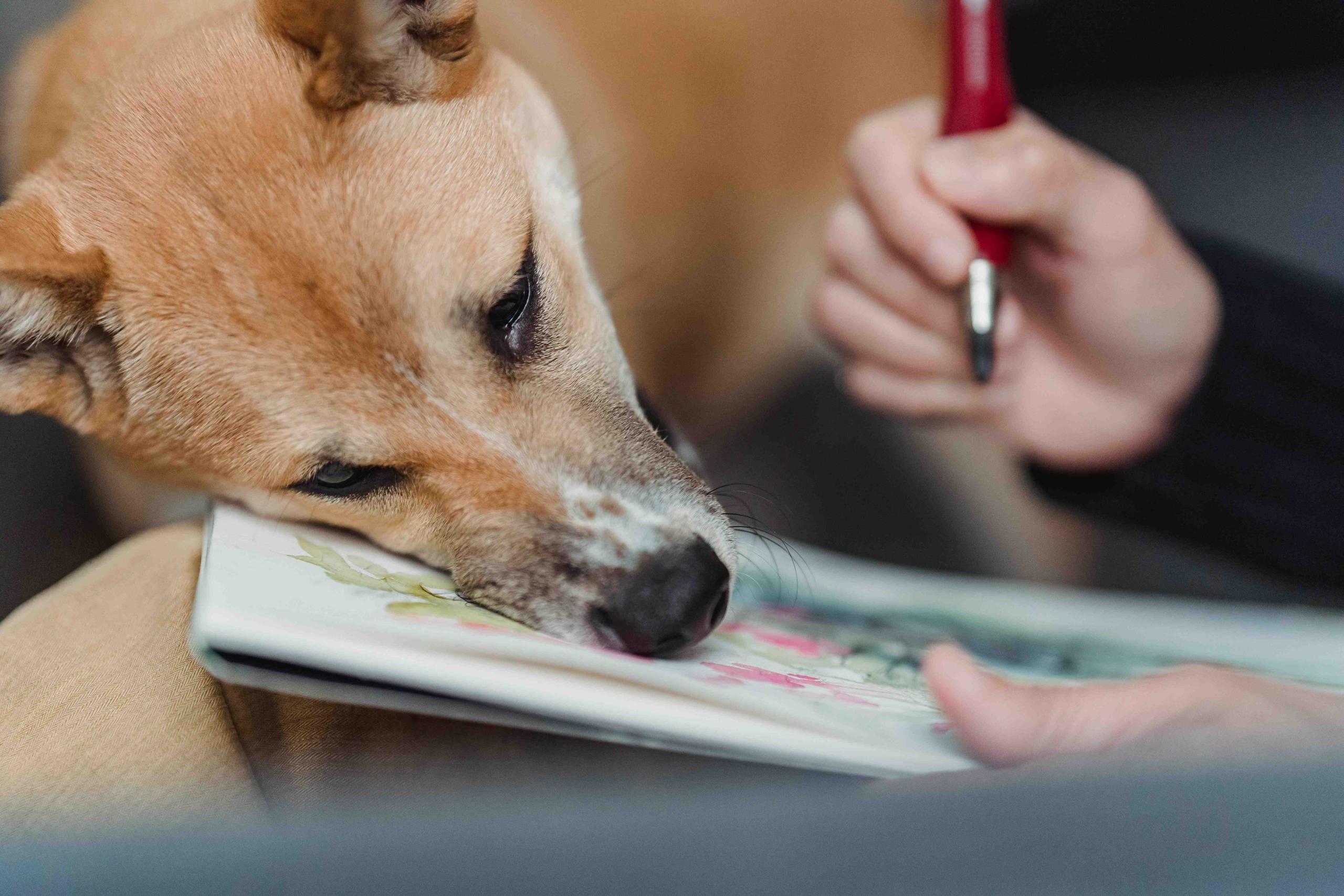 An artist drawing there dog into their sketchbook