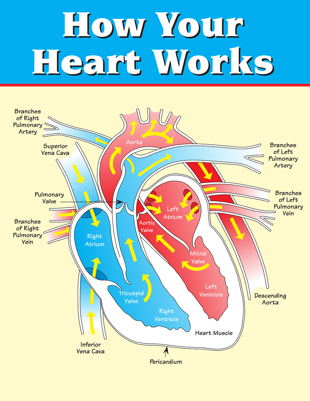 Healthy heart