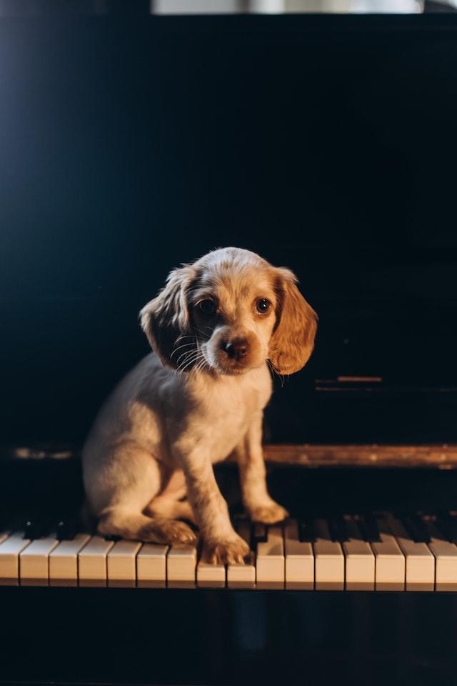 Pets and music help to reduce anxiety and depression