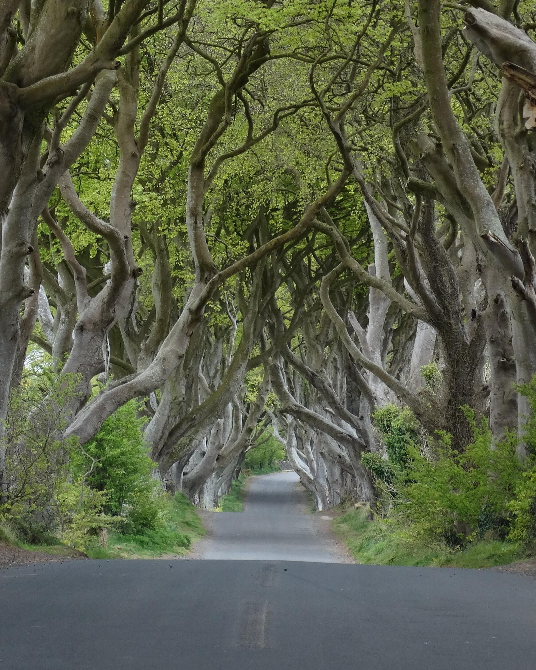 The Dark Hedges