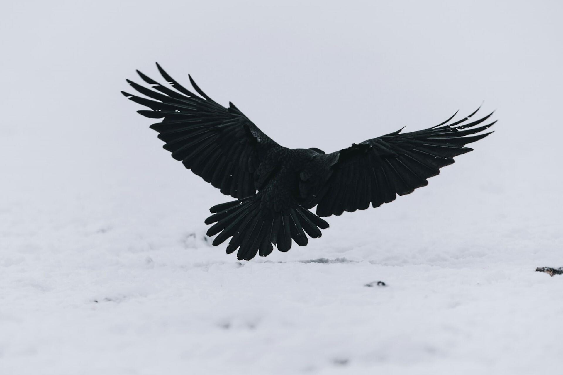 A raven flying.