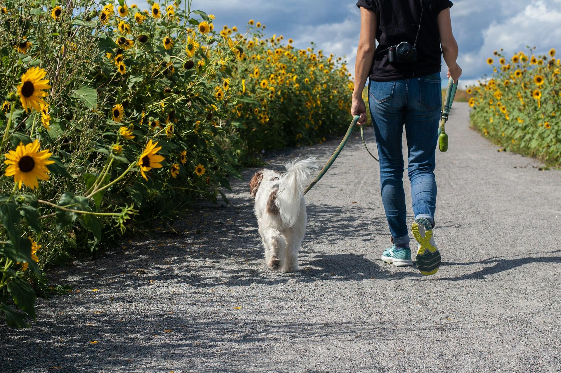 A person walking a dog next to sunflowers.