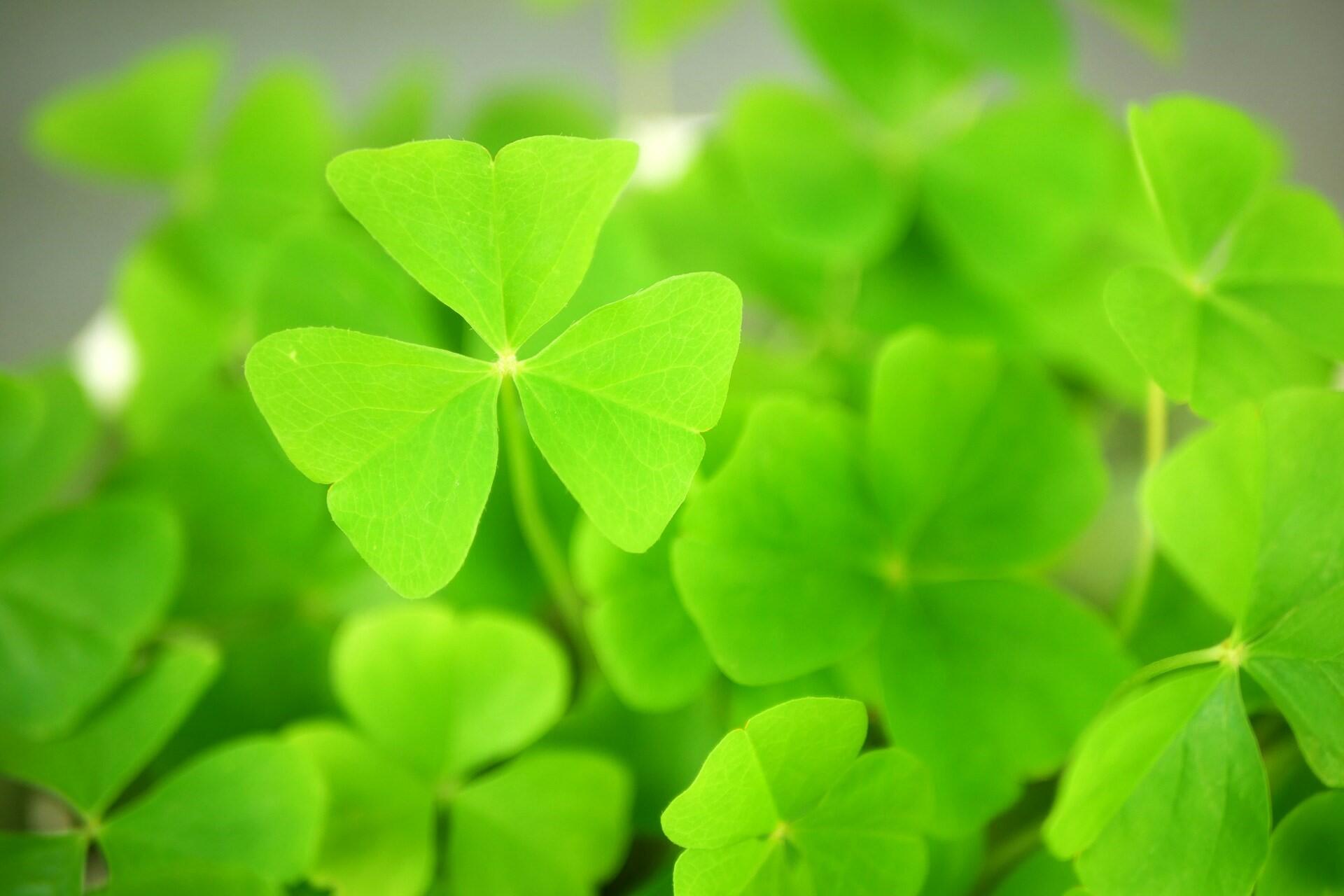 Closeups of clovers.