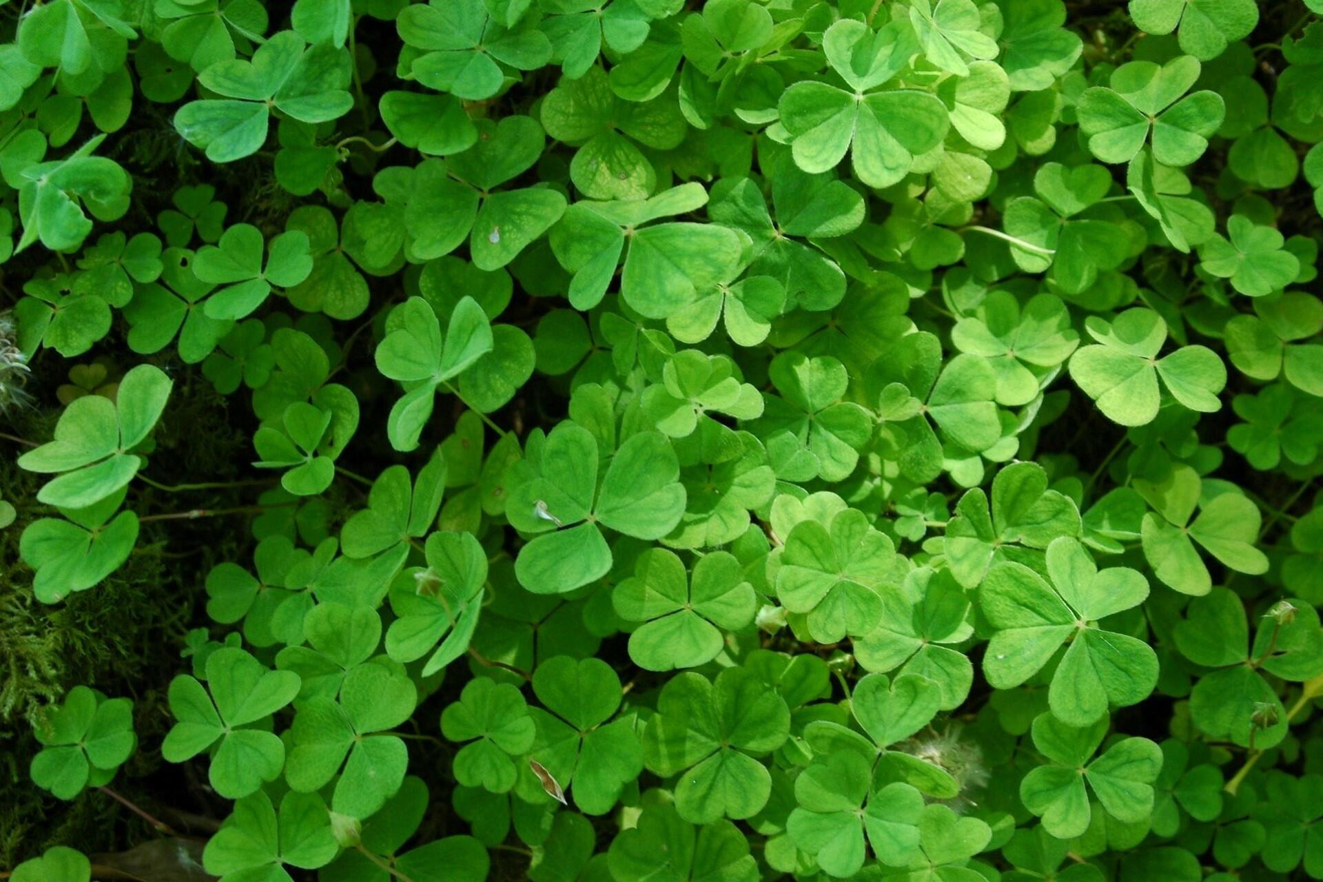 Three-leaf clovers.