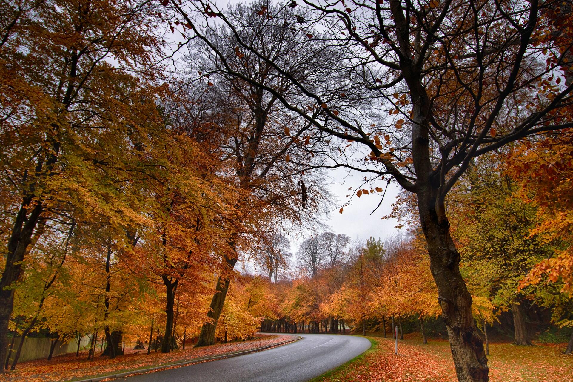 Autumn trees in Enniskerry, Ireland.