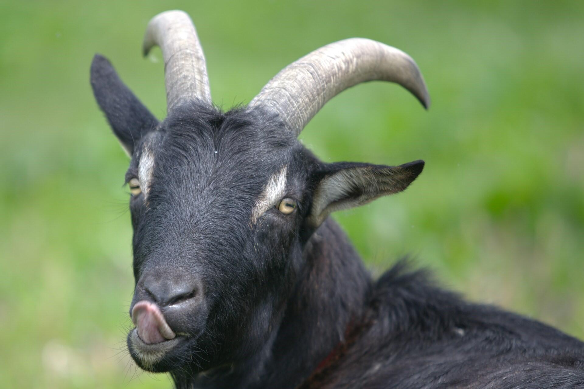 A goat.