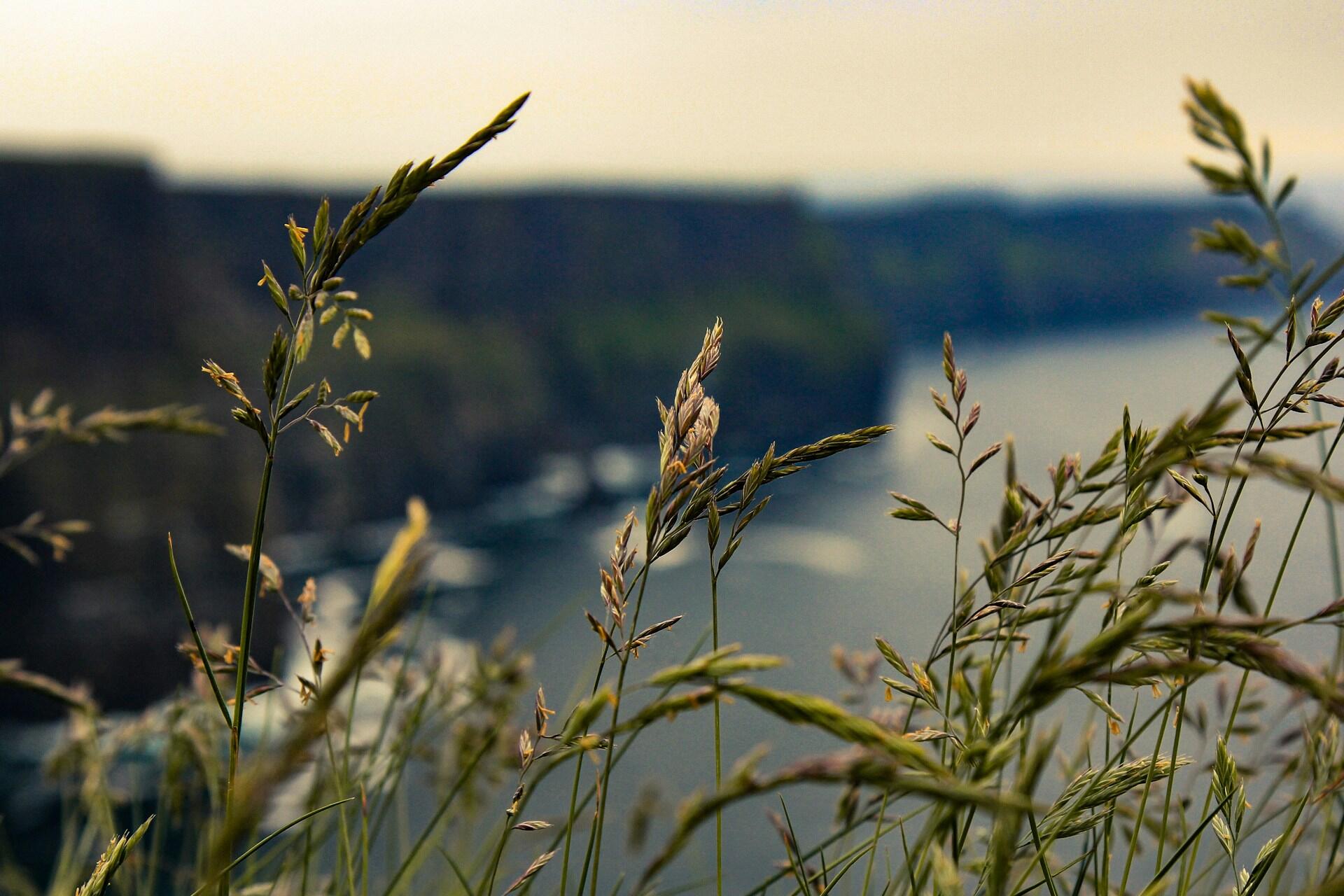 Grass at the Cliffs of Moher.