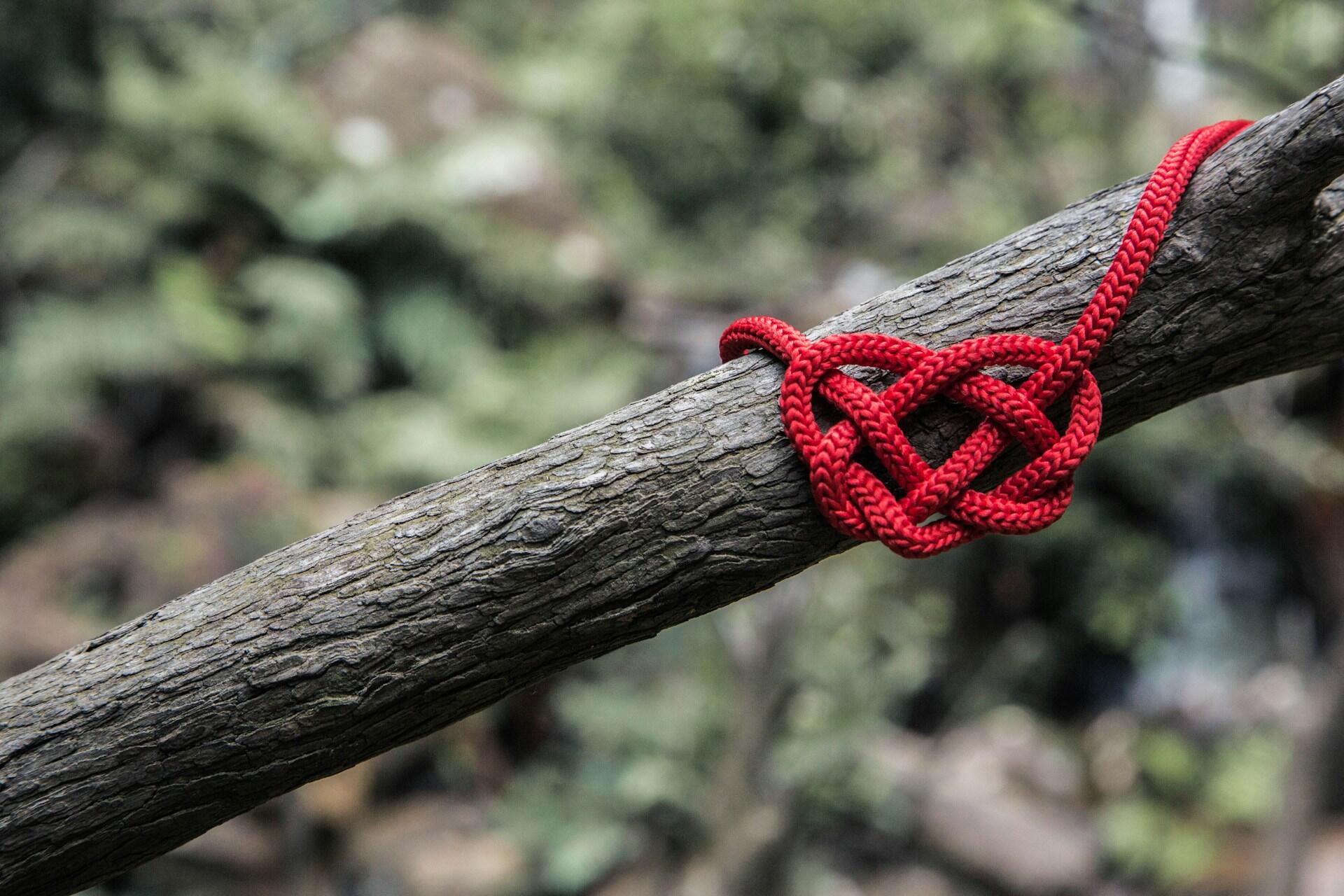 An Irish knot on a tree.
