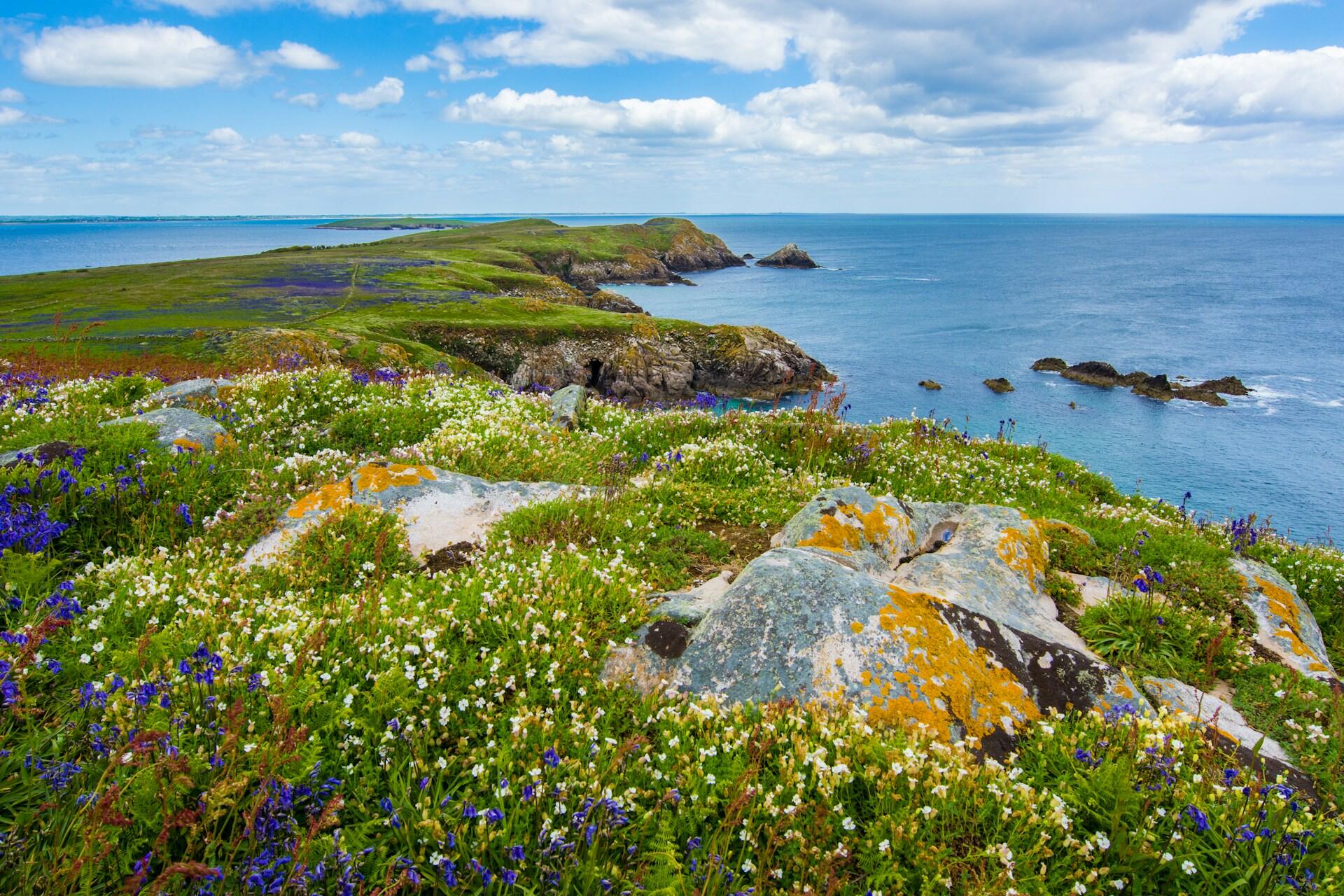 Saltee Islands, Ireland.