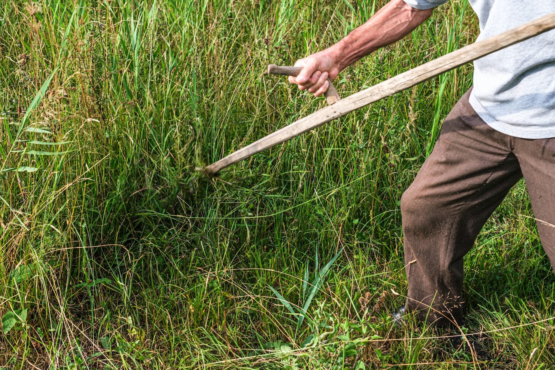 A man cutting grass with a scythe.