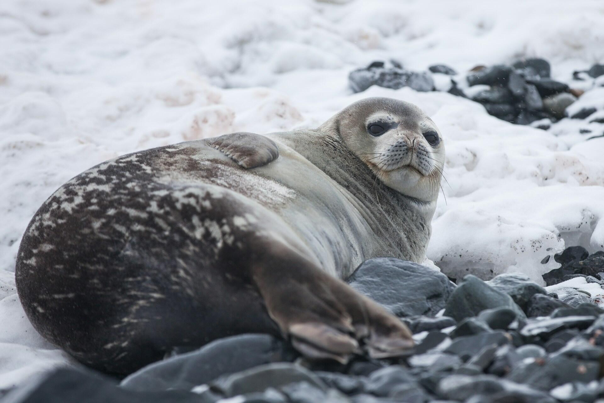 A seal lying on some rocks.