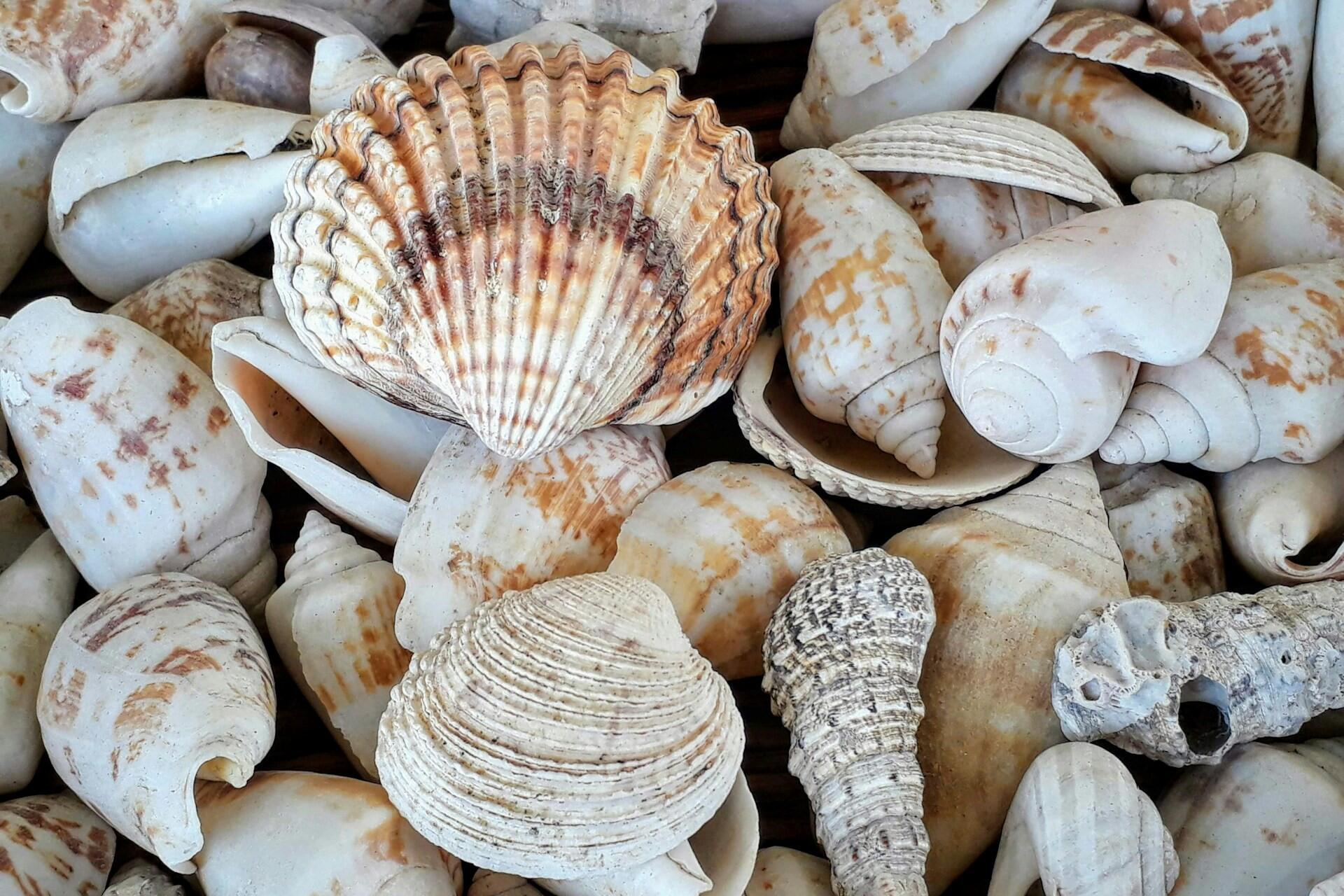 Close-up of assorted seashells with a scallop shell in the centre