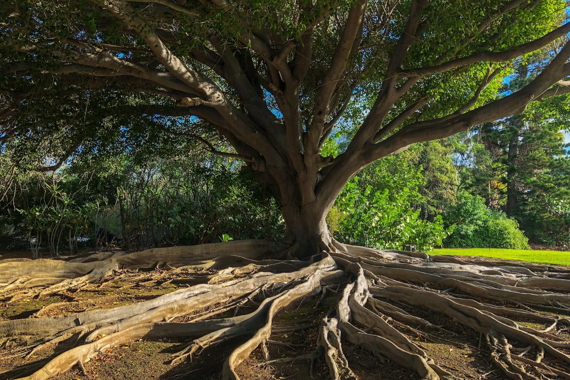 A tree with large roots.
