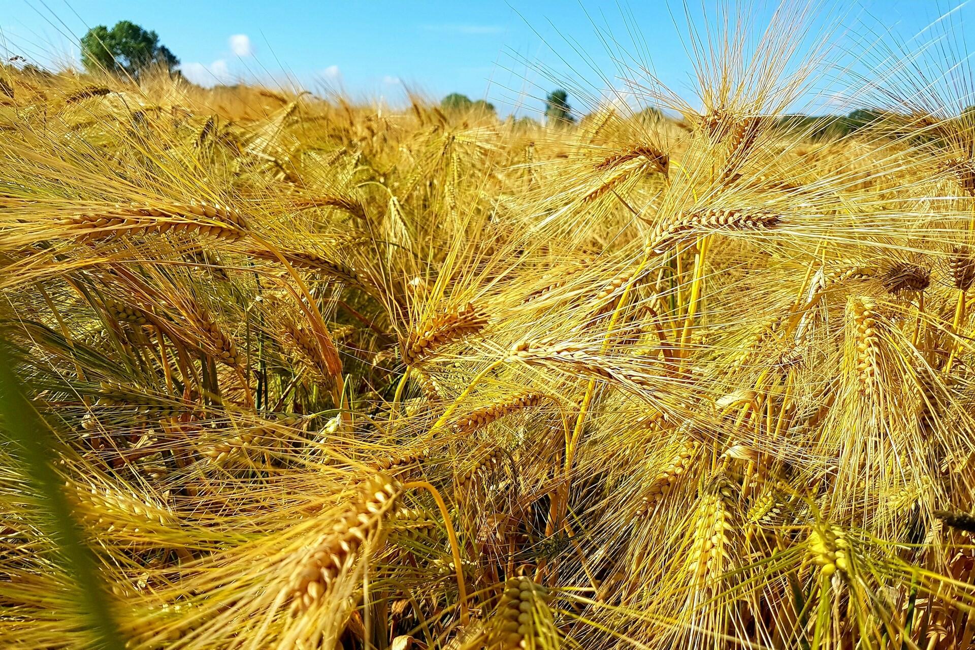 A field of wheat.