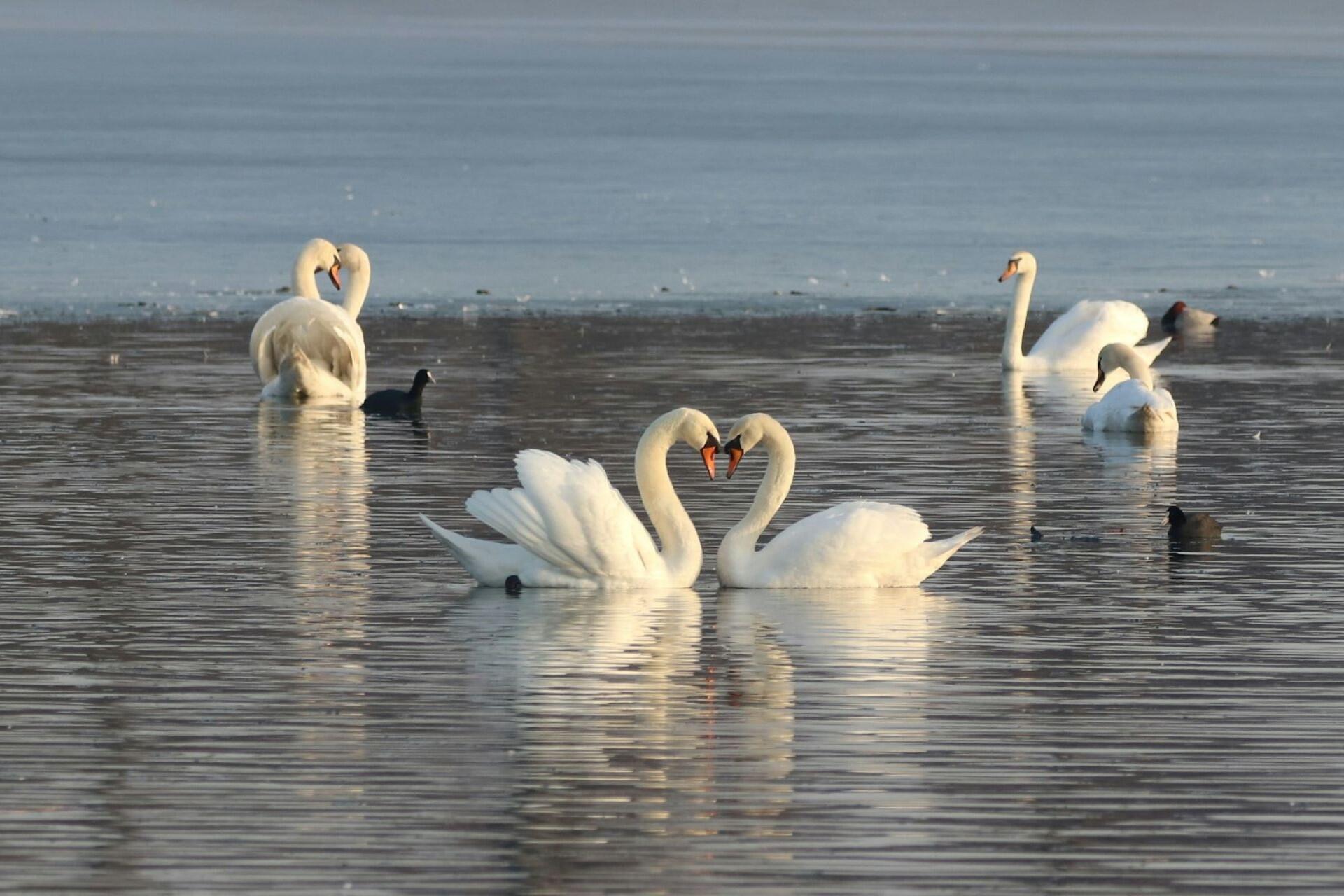 Swans swimming on a lake.