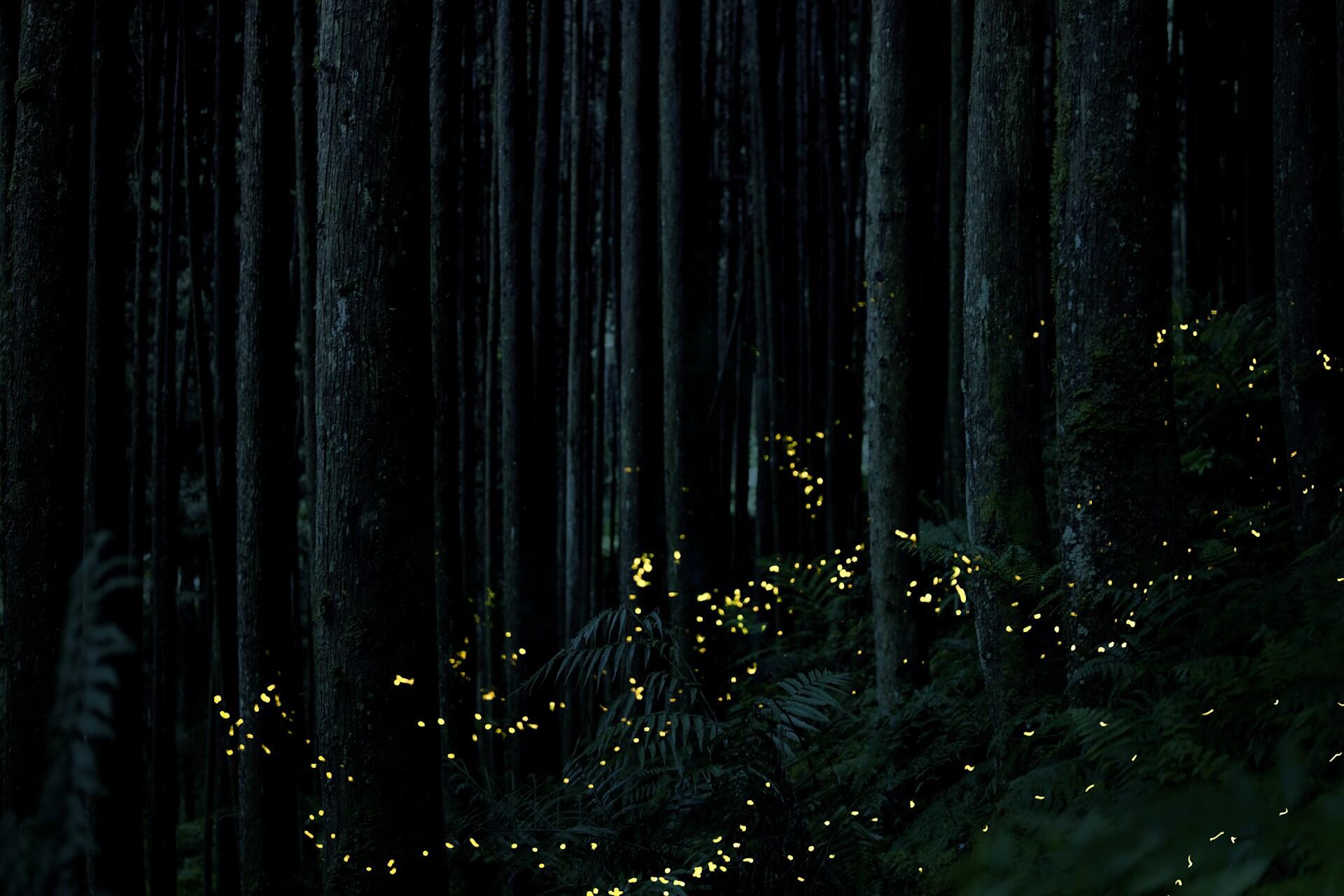 Some lights in the woods.
