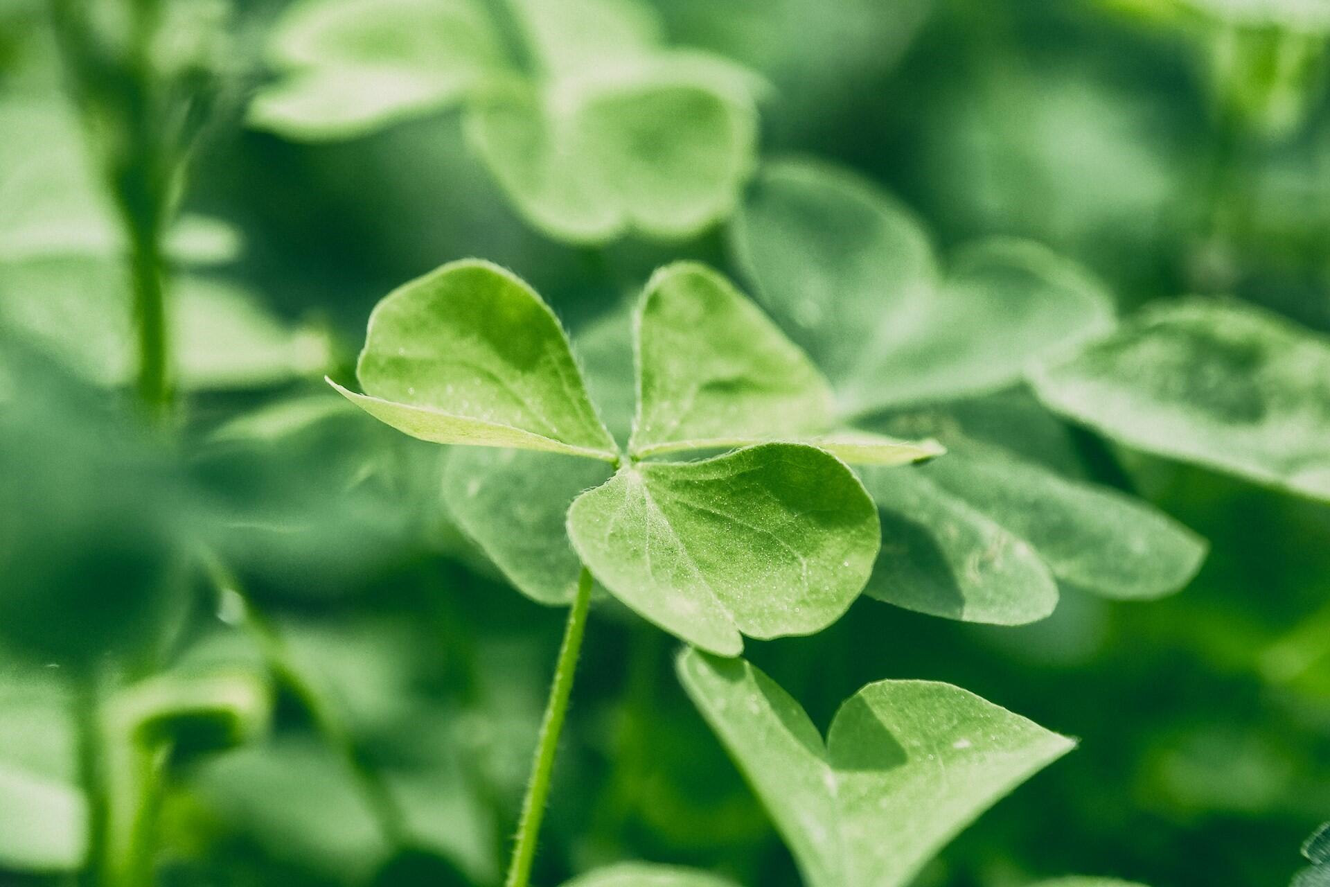 close up of a green clover leaf with soft focus background