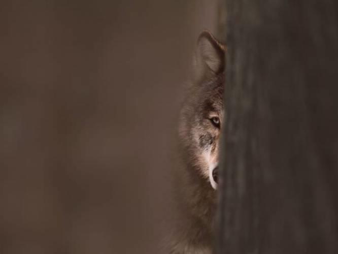 Jim-Brandenburg-Wolf