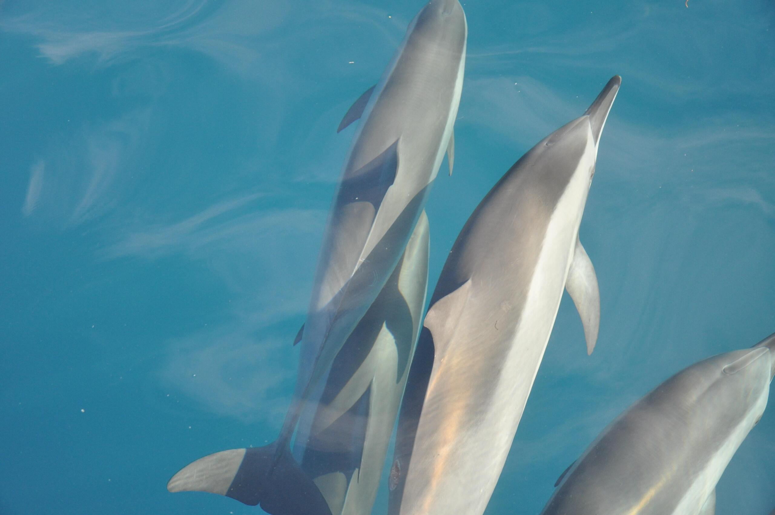 dolphins types and kinds