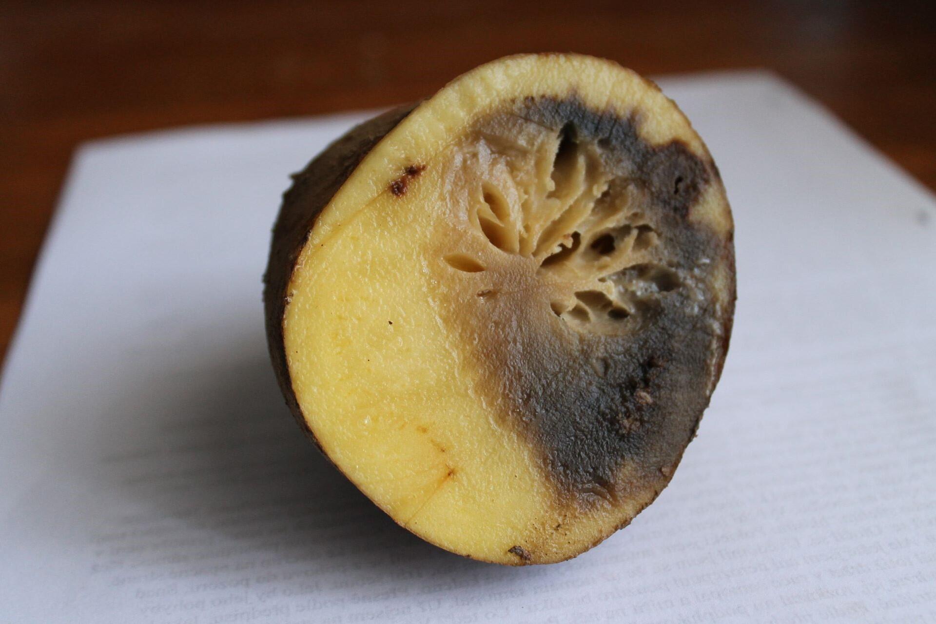 A potato with blight.