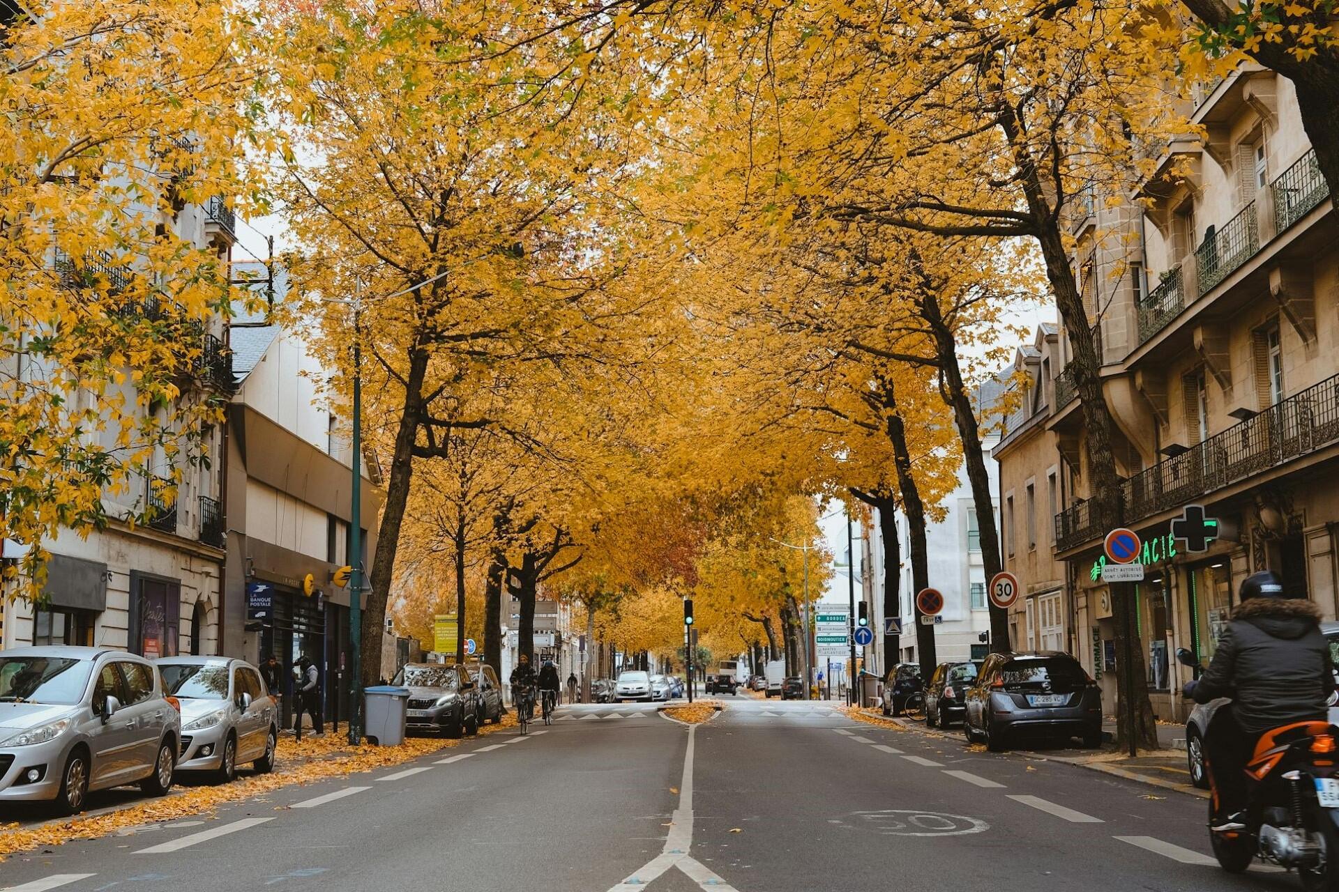 Autumn foliage in Nantes, France.