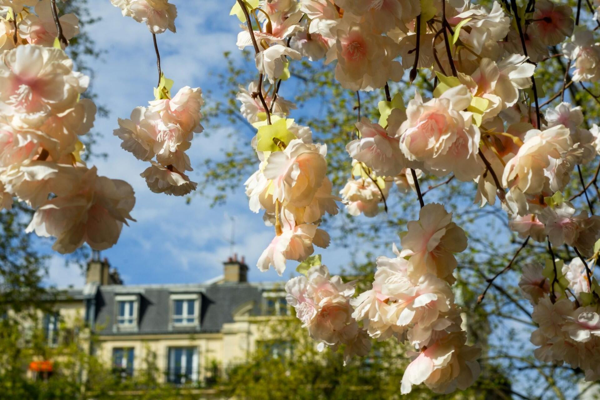 Flowers blooming in Paris, France.