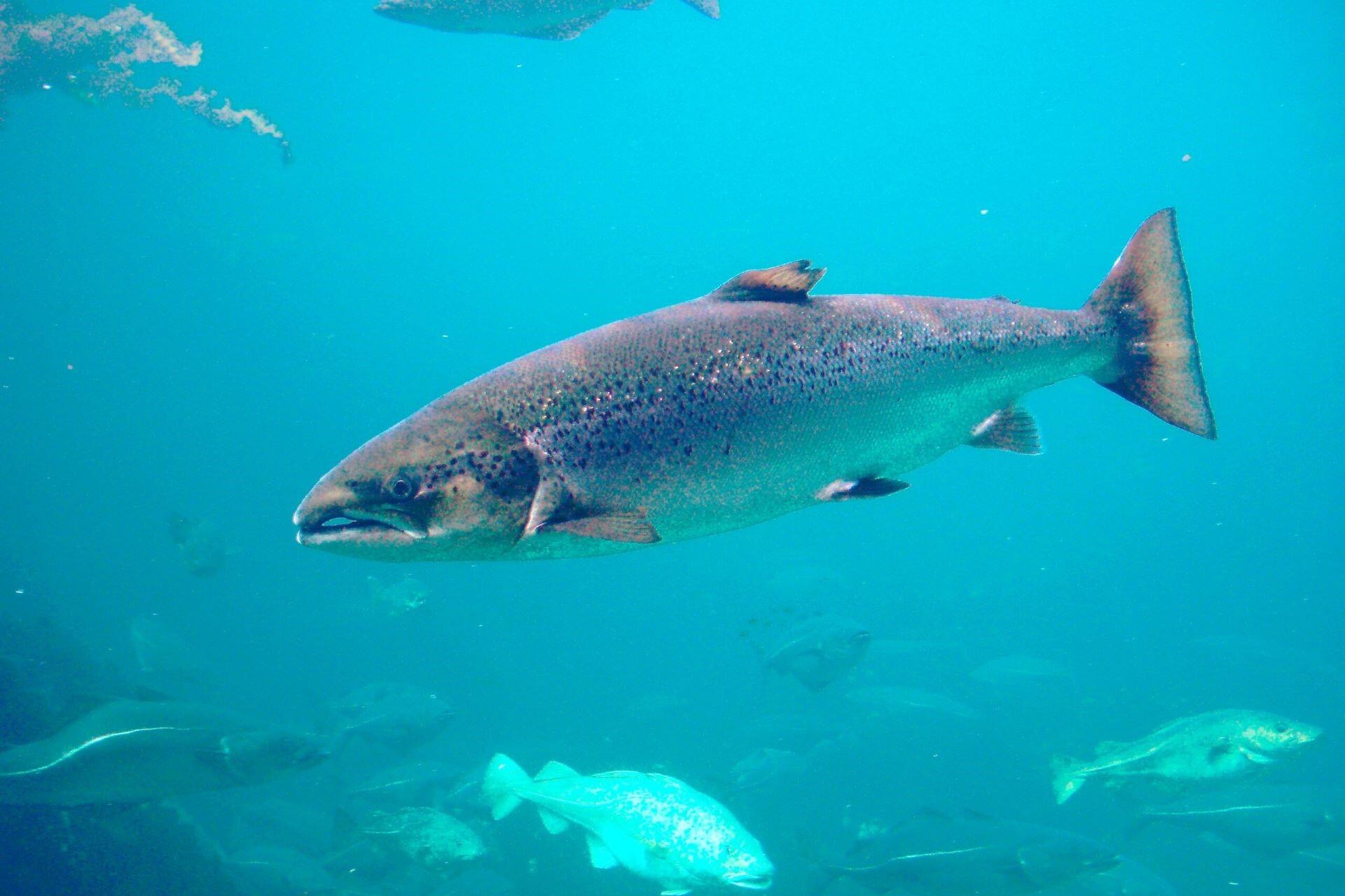 Atlantic Salmon